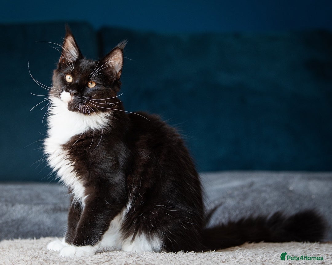 Maine Coon cats for sale: Pedigree Maine Coon Kittens (TICA) - Image 40