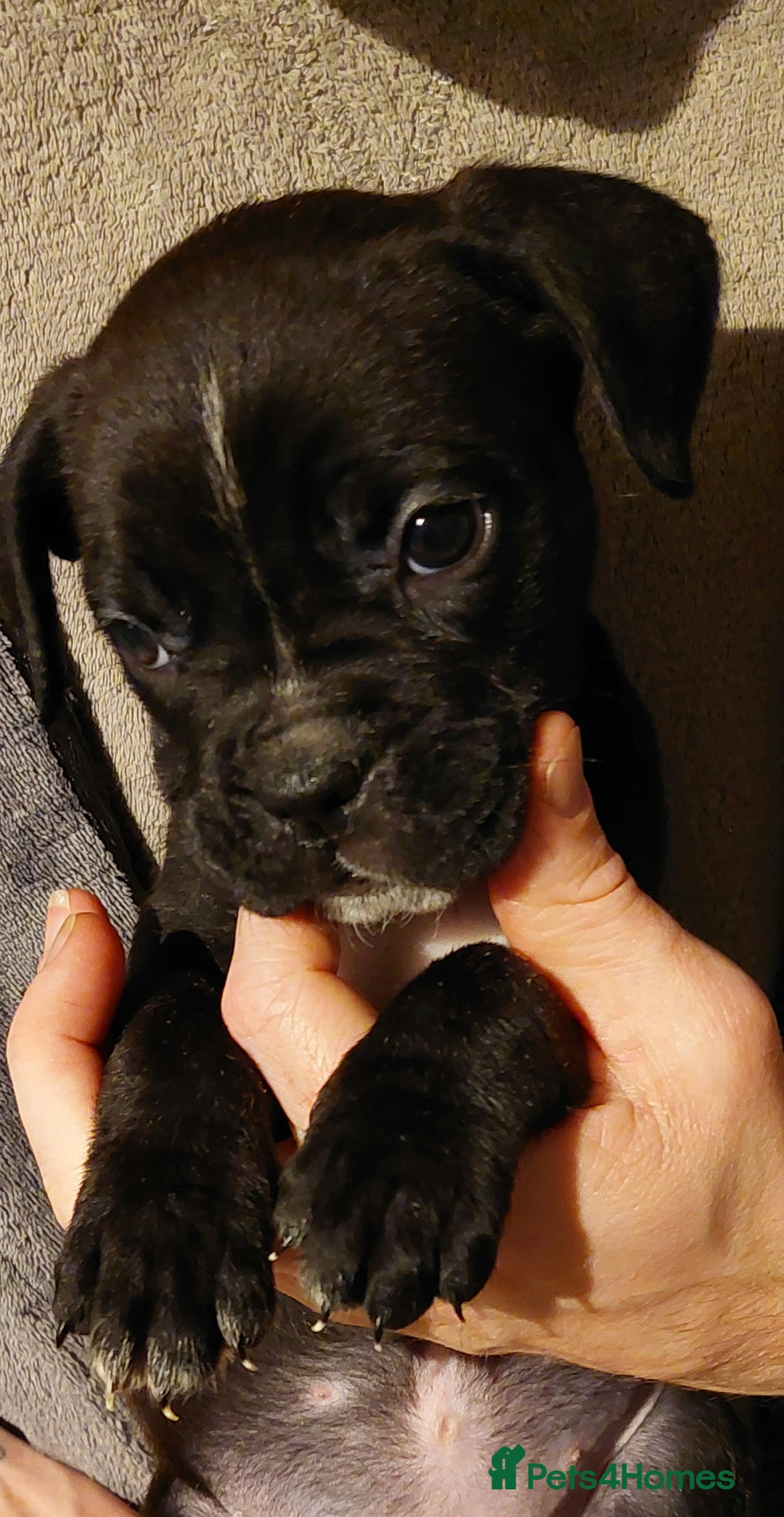 Mixed Breed dogs for sale: Cane Corso cross American bulldog puppy's  - Advert 9