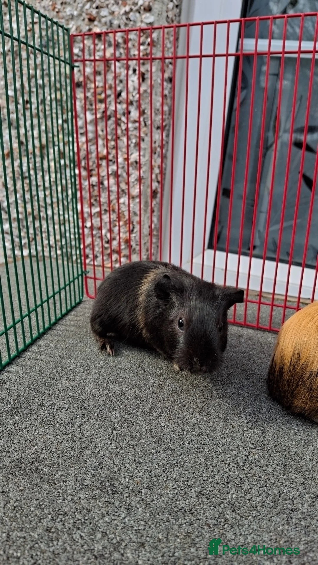 Guinea Pig rodents for sale: 2 gorgeous baby girls looking for new home  - Advert 2