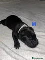 Cane Corso Puppy 6