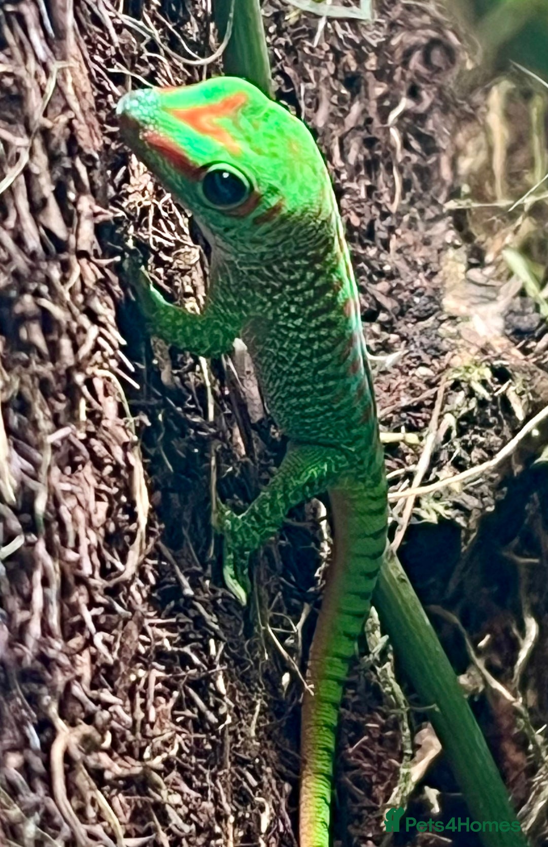 Gecko reptiles for sale: Giant day geckos available - Advert 5