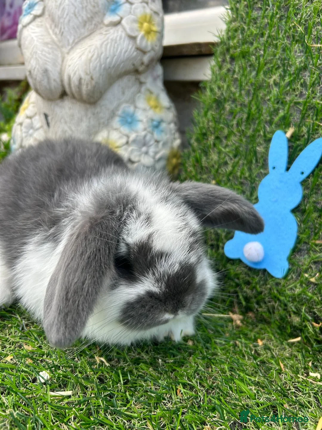 Mini Lop rabbits for sale: Mini lop babies for sale - Advert 1