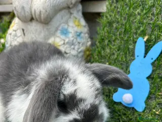 Mini Lop rabbits Mini lop babies for sale - Advert 13