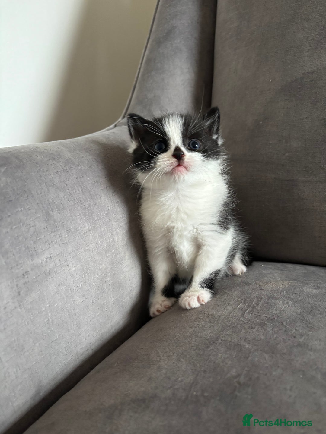Mixed Breed cats for sale: Kittens MaineCoon x Bengal 8 weeks ready today  - Image 8