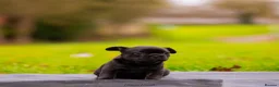 French Bulldog dogs for sale: French bulldogs Fluffy carriers  - Advert 4
