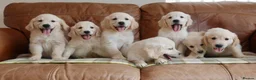 Golden Retriever dogs for sale: Quality Health Tested KC Golden Retrievers - Advert 17