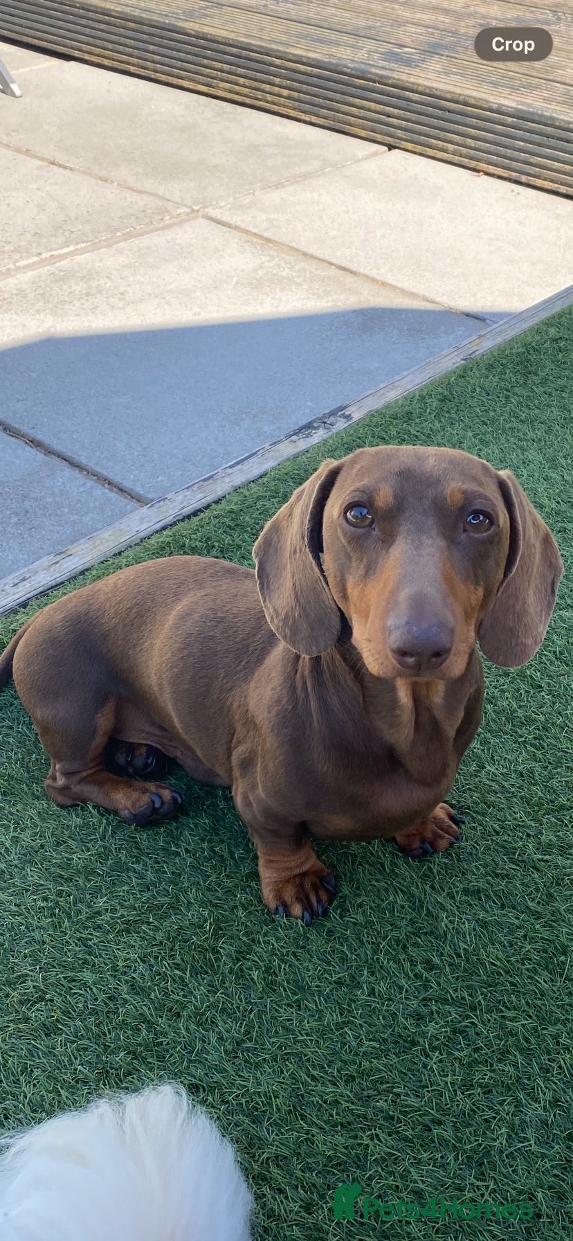 Miniature Dachshund dogs Miniature dachshund  - Advert 4