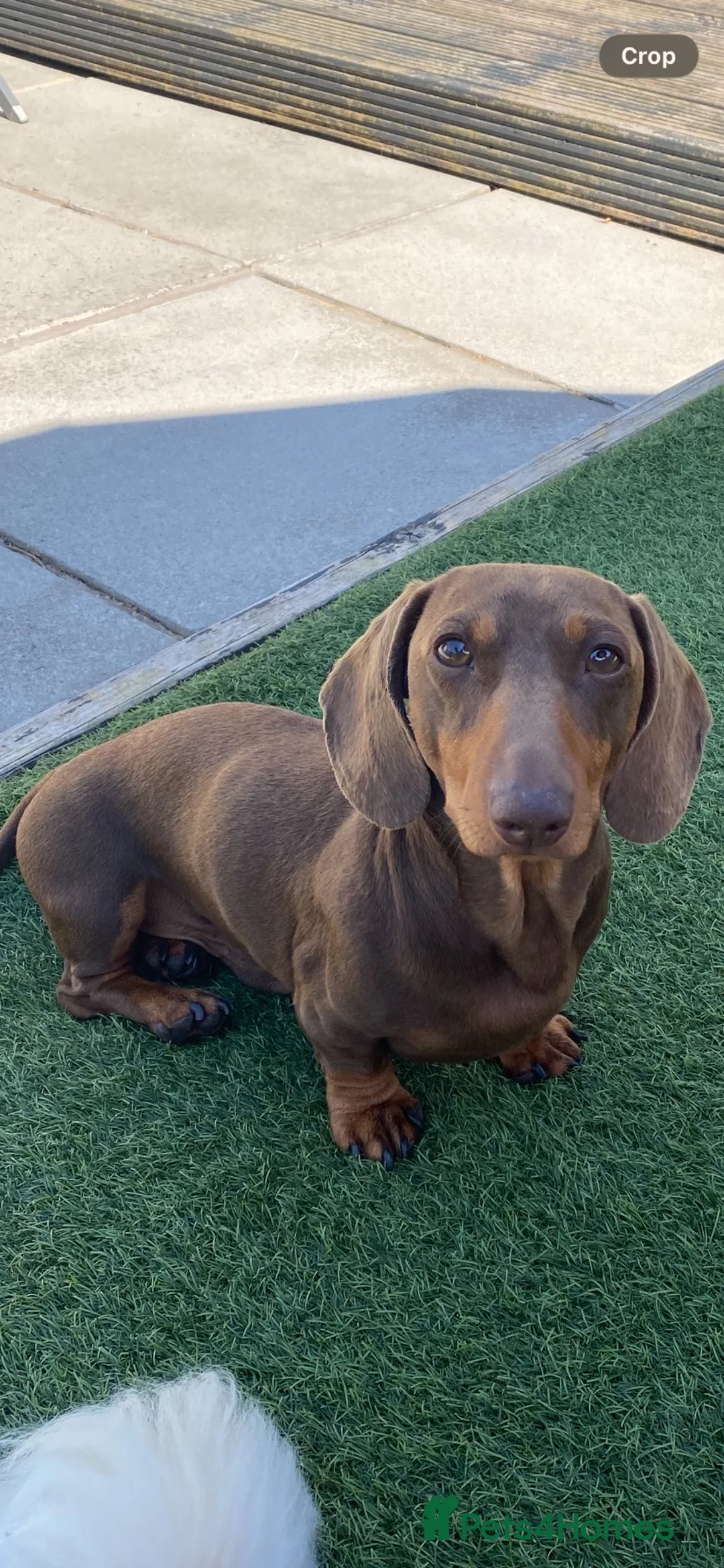 Miniature Dachshund dogs for sale: Miniature dachshund  - Advert 1