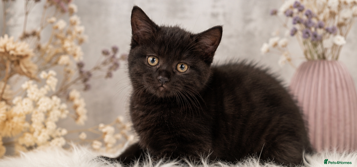 Mixed Breed cats Norvegian forest cross kittens - Advert 13