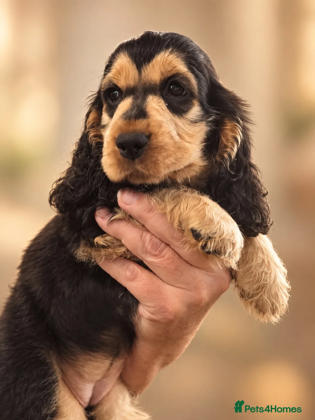 Cocker Spaniel dogs for sale: Sable Show Type Cocker Spaniels - Advert 2