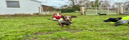Miniature Dachshund dogs for sale: 2 female mini dushhound  - Advert 4