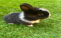 Lionhead rabbits for sale: Lion head rabbits for sale - Image 5