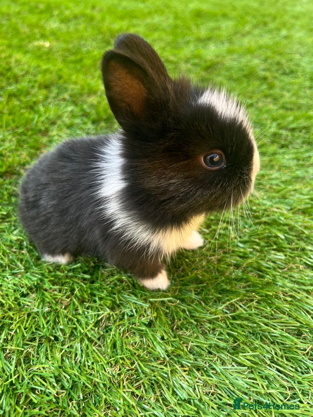 Lionhead rabbits for sale: Lion head rabbits for sale - Image 5