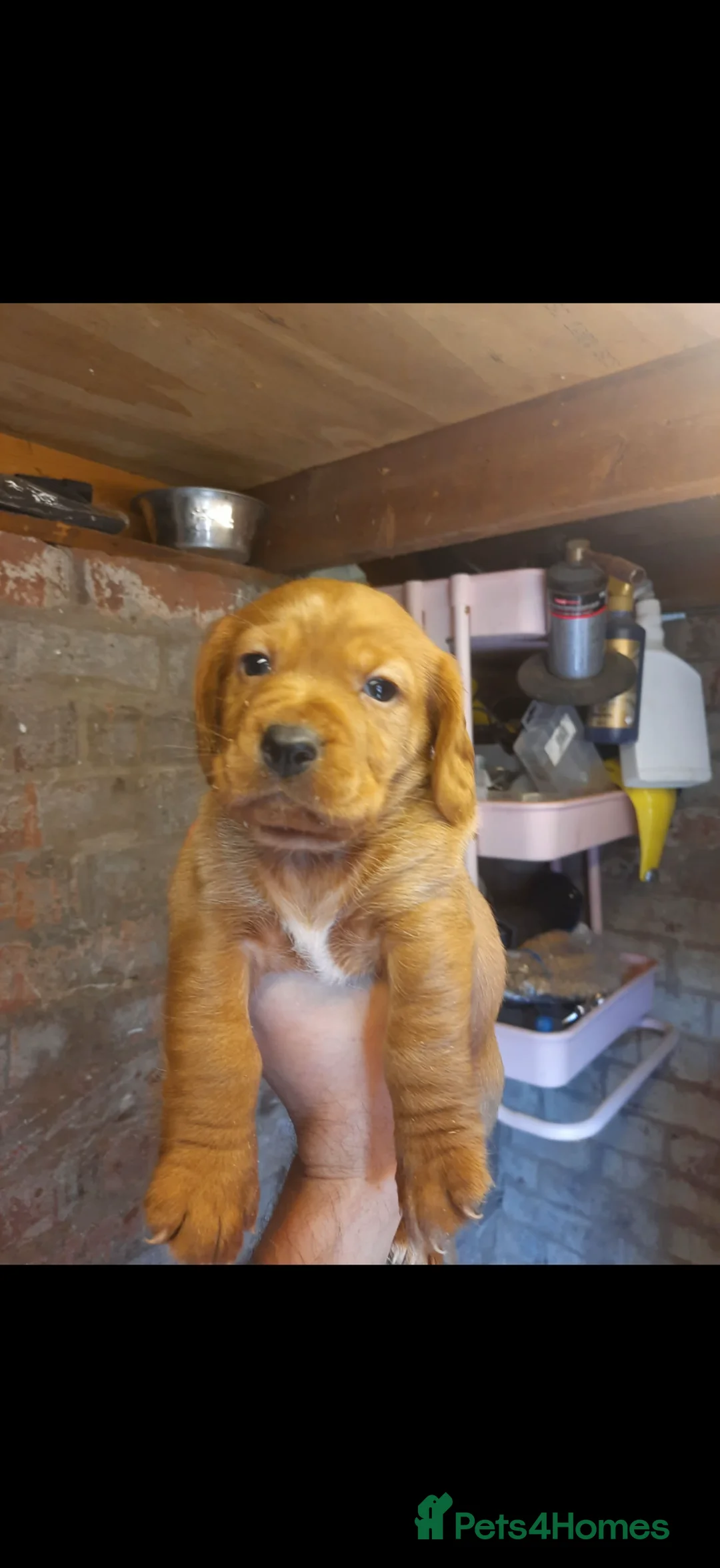 Mixed Breed dogs for sale: Cocker spaniel x patterdale pup  - Advert 3