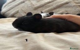 Netherland Dwarf rabbits for sale: 6 Adorable Netherland Dwarf Bunnies  - Image 2