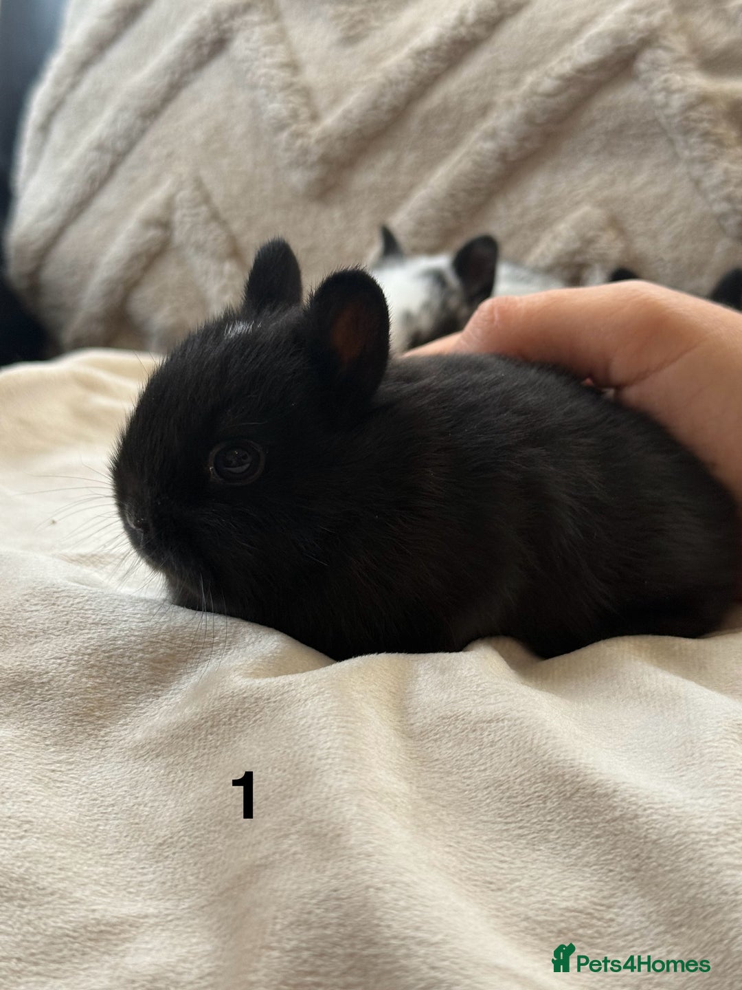Netherland Dwarf rabbits for sale: 6 Adorable Netherland Dwarf Bunnies  - Image 2