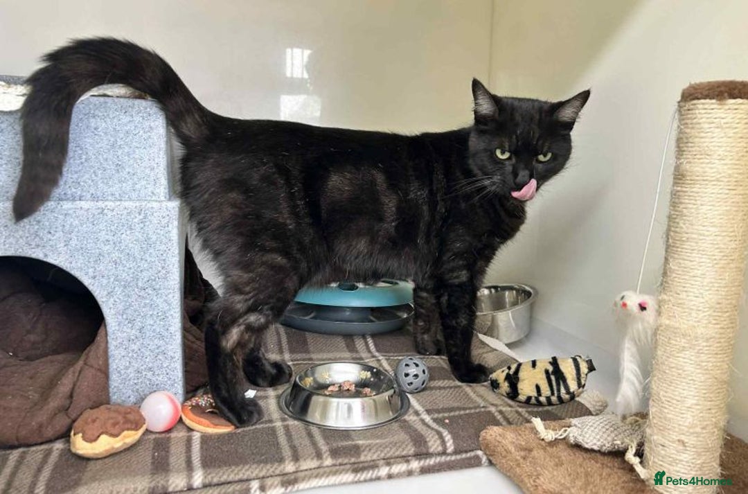 Domestic Shorthair cats for adoption: Boba  - Image 1