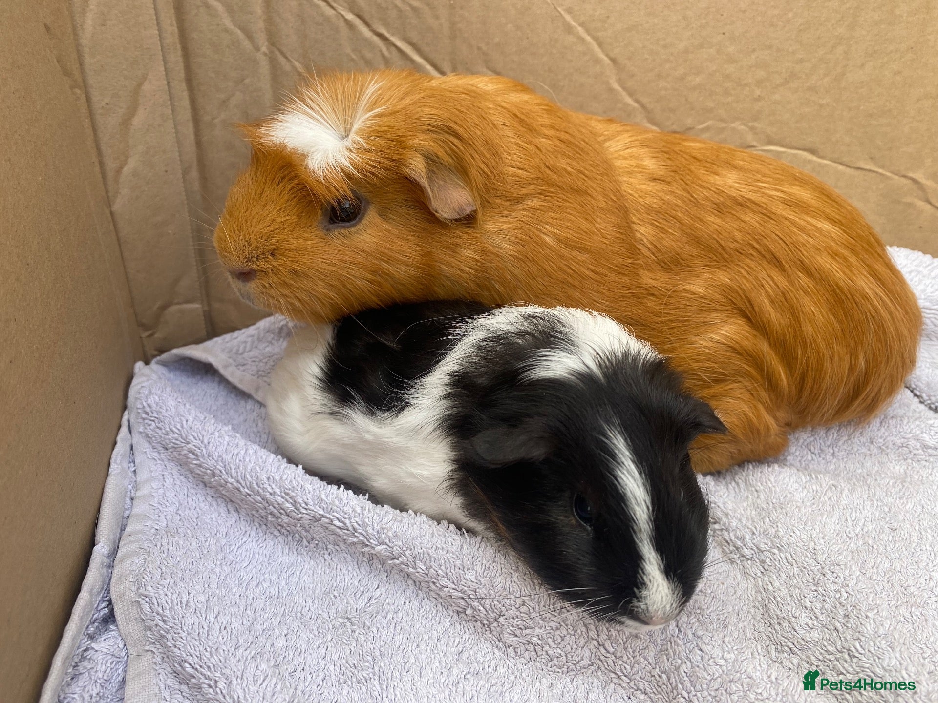 Guinea Pig rodents 2x young male Guineapigs - Advert 1