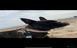 Frug dogs for sale: F1 Frug  - Image 7
