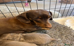 Miniature Dachshund dogs for sale: Gorgeous short & Long haired boys - Image 2