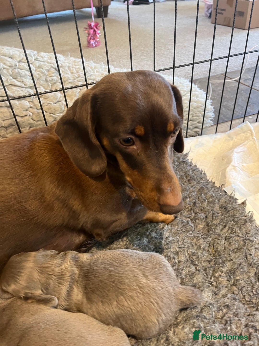 Miniature Dachshund dogs for sale: Gorgeous short & Long haired boys - Image 2