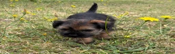 Border Terrier dogs for sale: Stunning slem free KC reg border terrier girls  - Advert 13