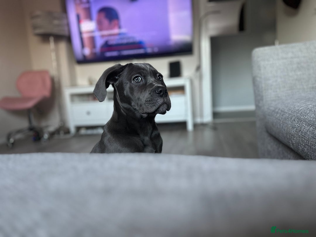 Cane Corso dogs for sale: Nellie 11 month old cane corso  - Image 13
