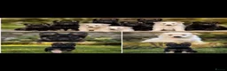 German Shepherd dogs for sale: Shawhead Shepherds  - Advert 12