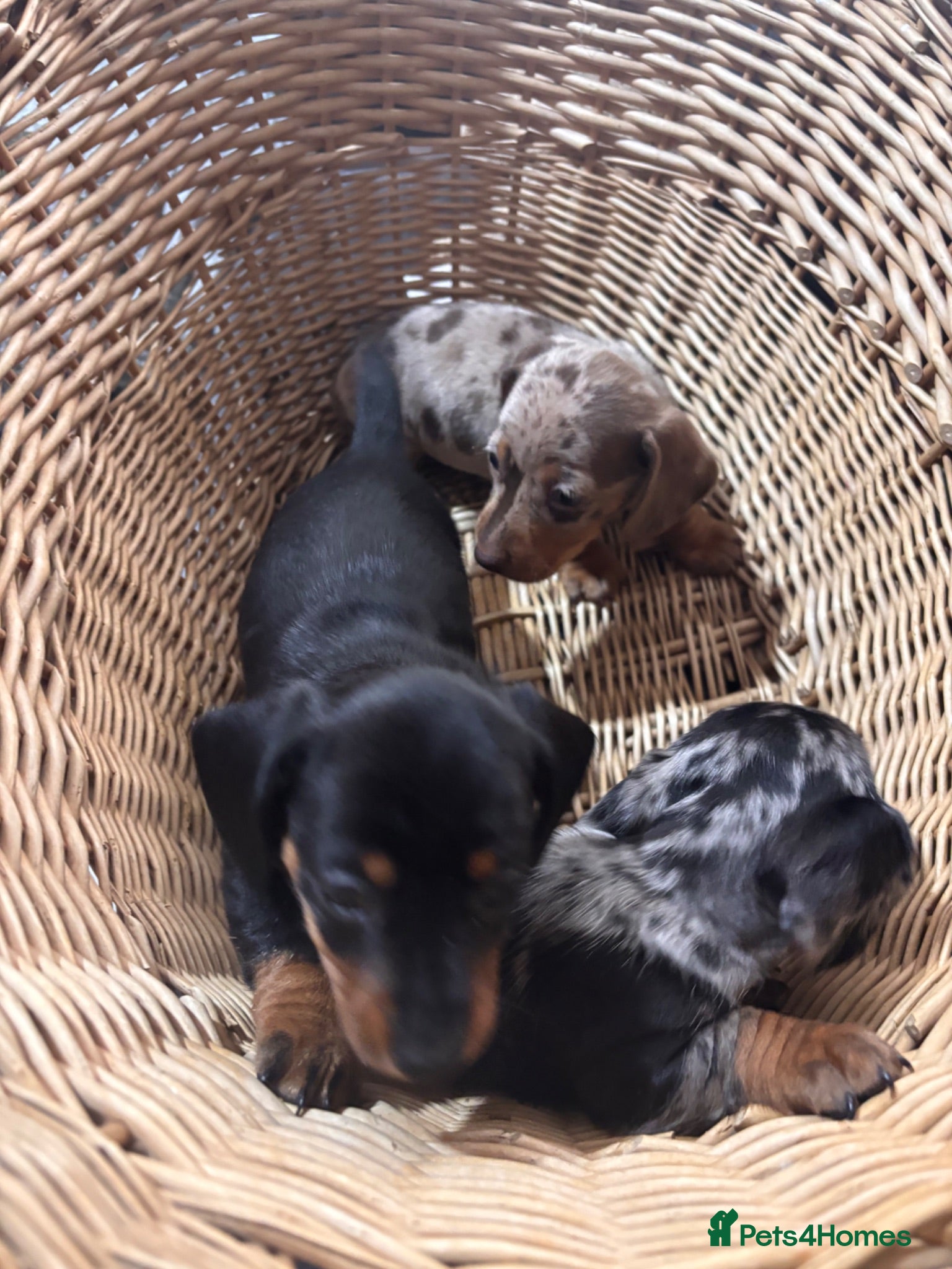 Miniature Dachshund dogs 🐾 Beautiful Miniature Dachshund Puppies 🐾 - Advert 1