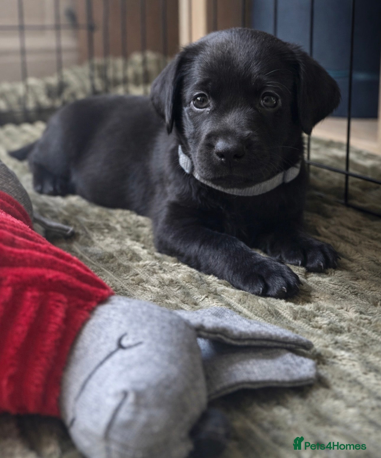 Labrador Retriever dogs KC Labrador Puppies- only 1 boy left(grey collar)  - Advert 17