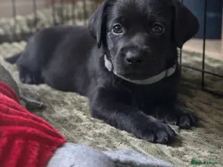 Labrador Retriever dogs KC Labrador Puppies- only 1 boy left(grey collar) - Advert 17