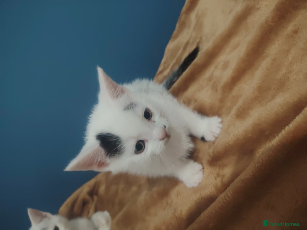 Mixed Breed cats for sale: Kittens  - Image 12