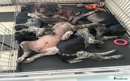 German Shorthaired Pointer dogs for sale: German Shorthaired Pointer Puppies - Image 1