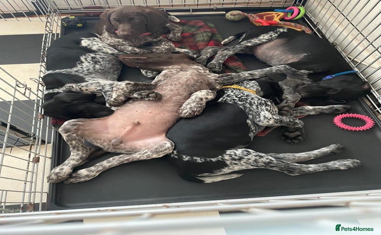 German Shorthaired Pointer dogs - Advert 1