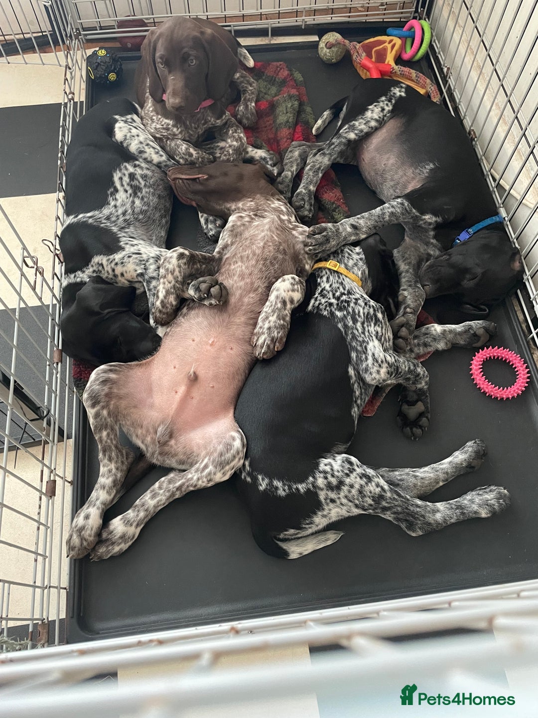 German Shorthaired Pointer dogs for sale: German Shorthaired Pointer Puppies - Image 1