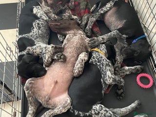 German Shorthaired Pointer dogs - Advert 6