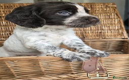 Cocker Spaniel dogs for sale: 4th Generation, Working Cocker Spaniel Puppies  🩵 - Image 9