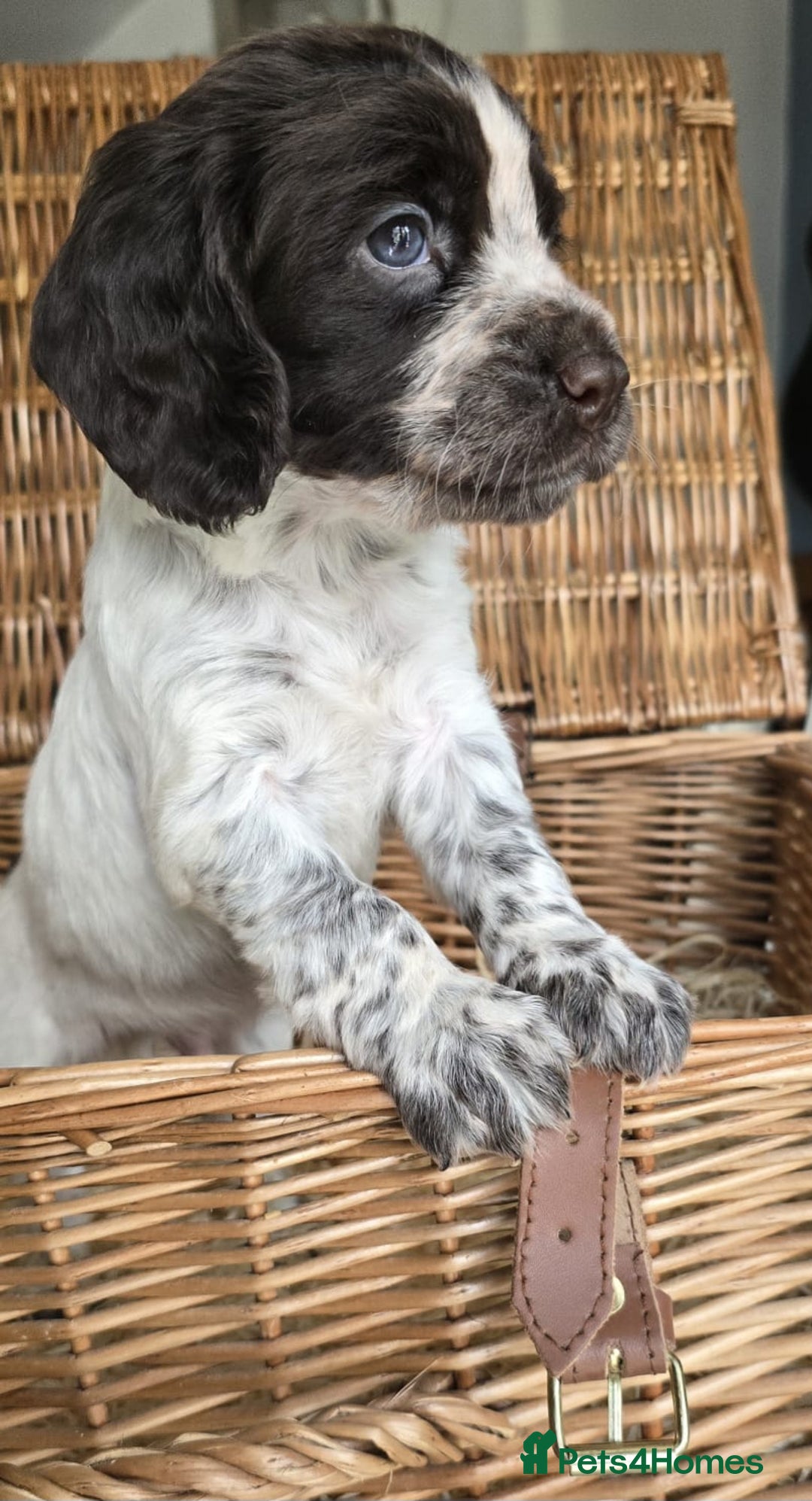 Cocker Spaniel dogs for sale: 4th Generation, Working Cocker Spaniel Puppies  🩵 - Image 9