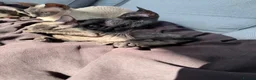 Cornish Rex cats for sale: Beautiful Cornish Rex’s ready for their new homes - Advert 21