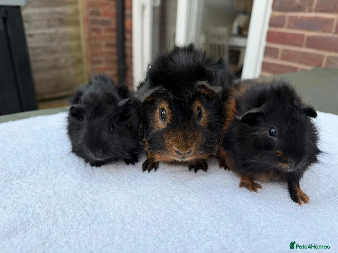 Guinea Pig rodents for sale: Male trio in Fleet - Advert 5