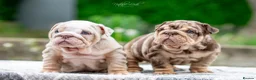 English Bulldog dogs for stud: Lilac and tan Merle carrying curly  - Advert 7