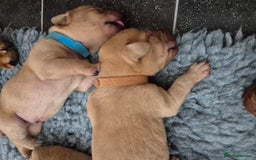 Labrador Retriever dogs for sale: Kc Registered Red labrador puppies  - Image 20