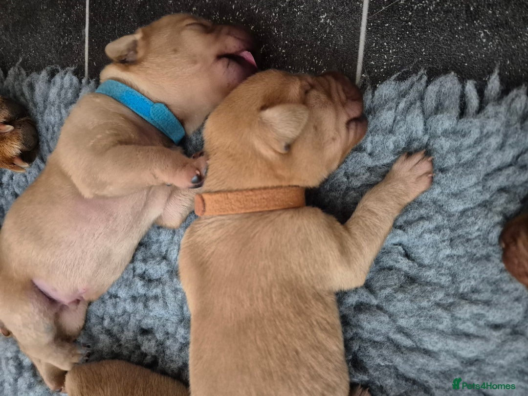 Labrador Retriever dogs for sale: Kc Registered Red labrador puppies  - Image 20