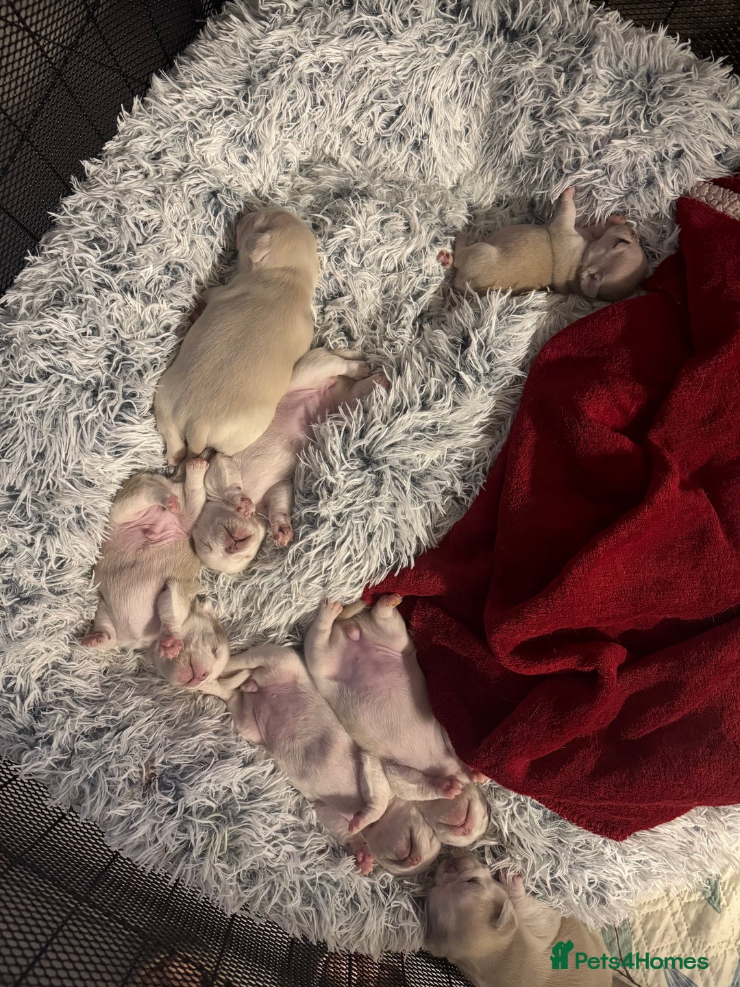 Pug dogs for sale: beautiful rare colour pug puppies - Advert 13