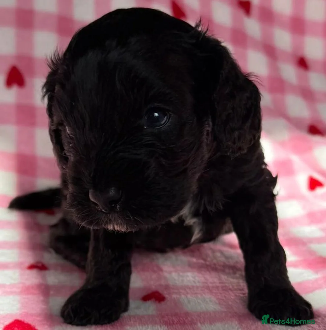 Cockapoo dogs for sale: F1 various mini cockapoos 30 dna health tested clr - Advert 17