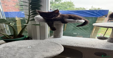 Maine Coon cats in Greenford - Advert 7
