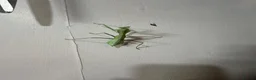 Stick Insects invertebrates for sale: Baby Stick Insects & Various Mantids Available! - Advert 8