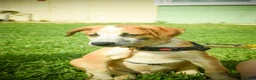 Mixed Breed dogs for adoption: Bentley - the cuddle monster - Advert 21