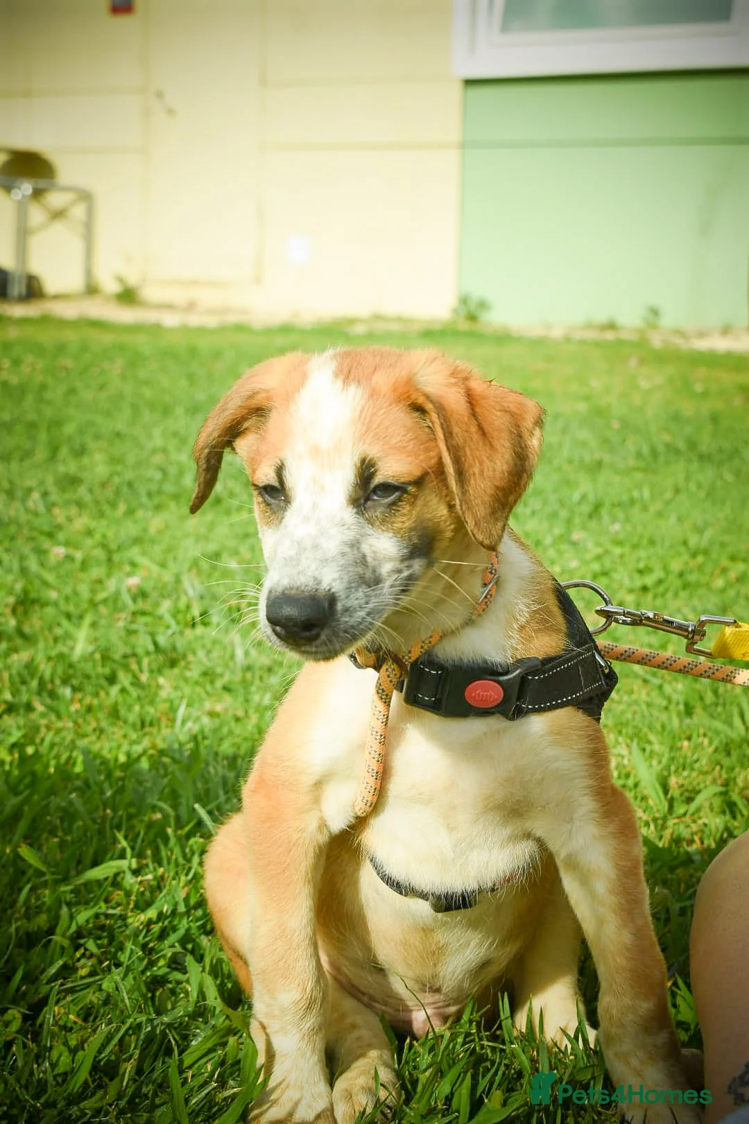 Mixed Breed dogs for adoption: Bentley - the cuddle monster - Advert 21