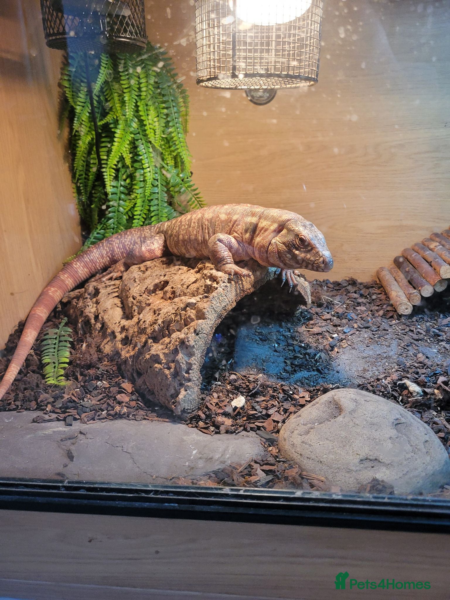 Lizard reptiles Red Tegu - Advert 11